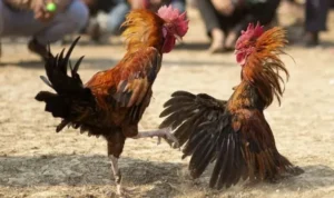 Đá Gà WS168 Tại 100Win